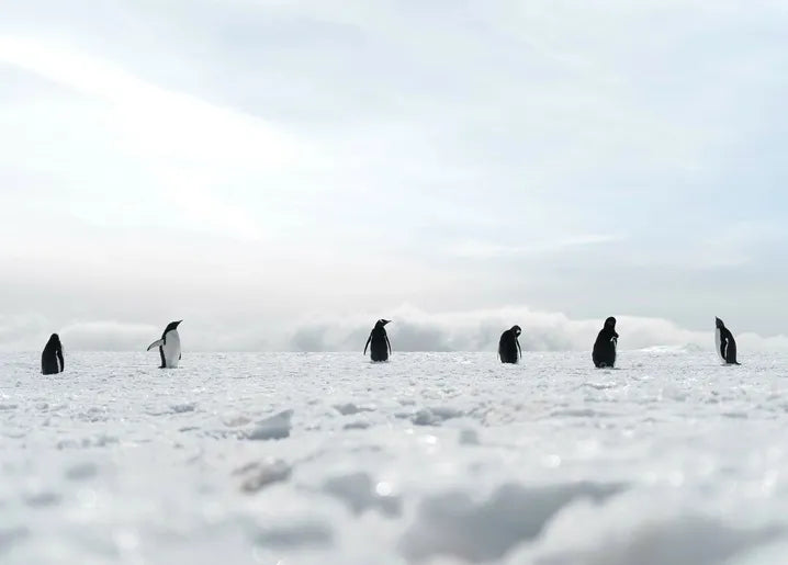 Winter Inspiration - Postcard