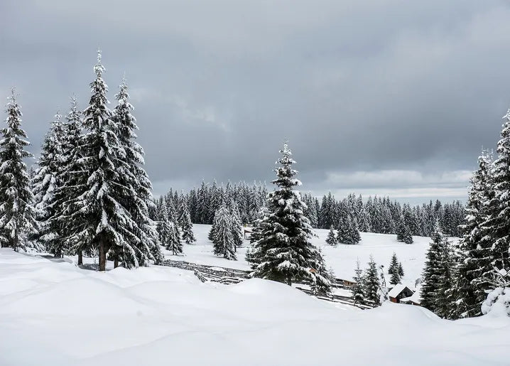 Winter Inspiration - Postcard
