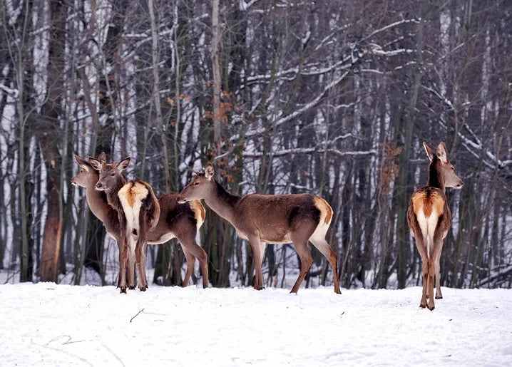 Winter Inspiration - Postcard