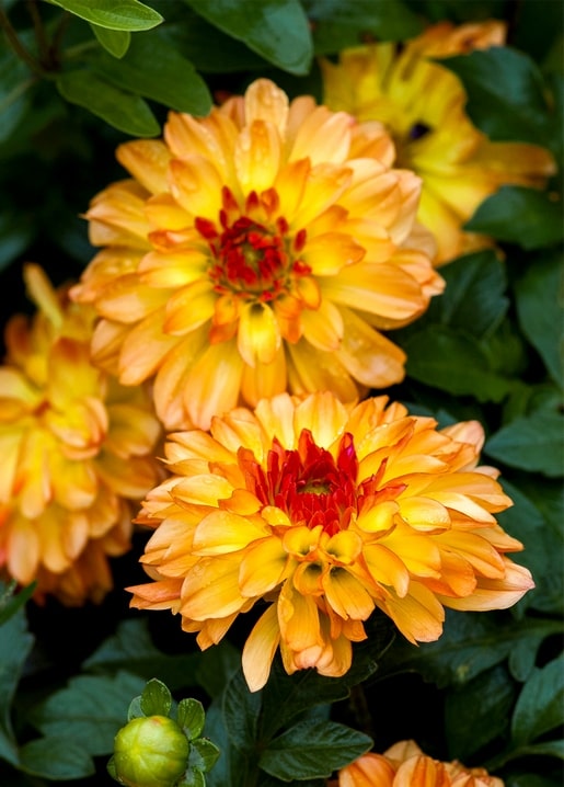 Nahaufnahme orange-goldener Blüten mit Morgentau