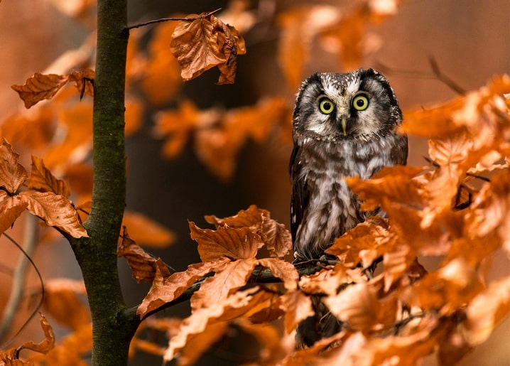 Kleine Eule mit gelben Augen im orangefarbenen Herbstlaub