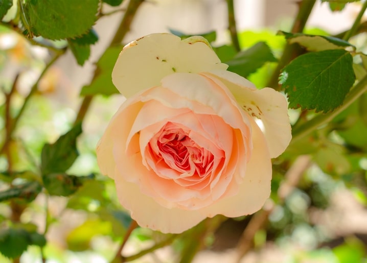 Close-up of a peach garden rose in full bloom with green leaves