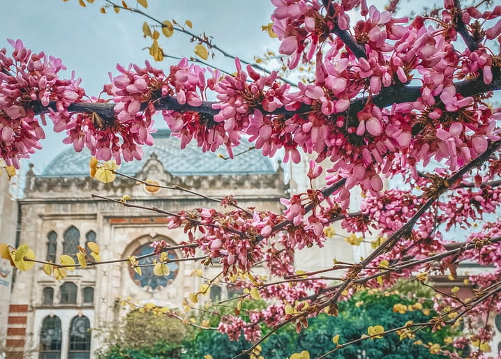 Pink blossom branches framing a Gothic building's rose window and spires against blue sky