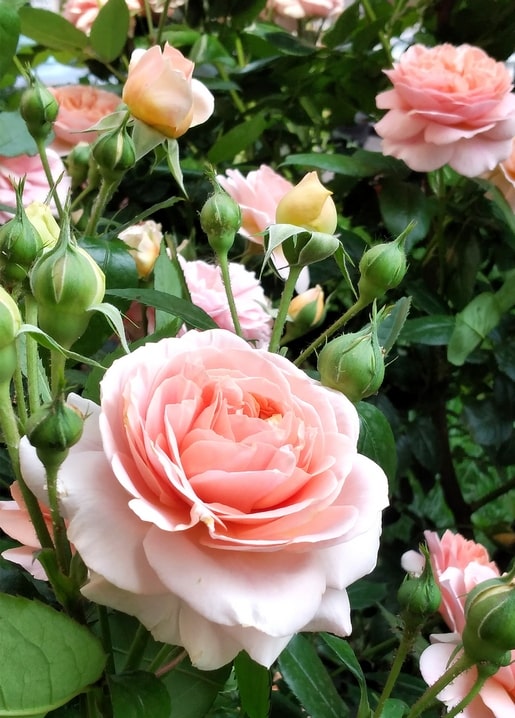 Close-up of a blooming coral-pink garden rose surrounded by yellow-tipped buds