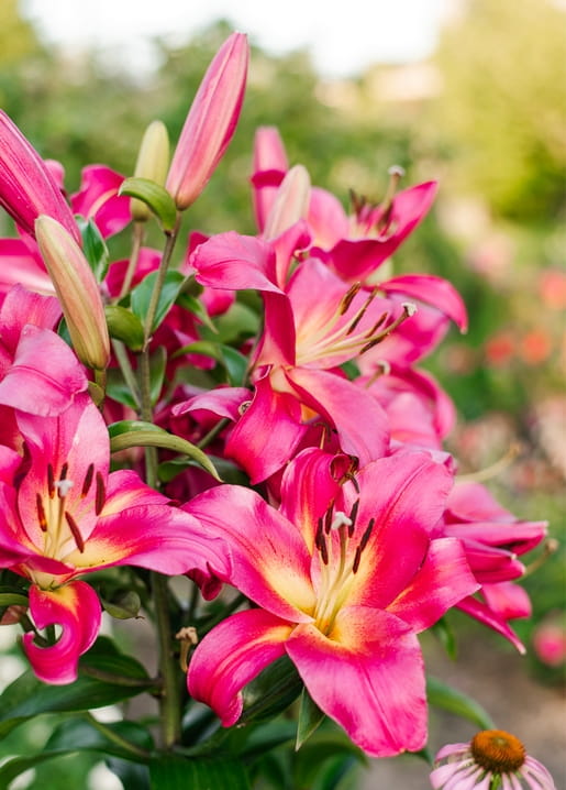 Nahaufnahme pinkfarbener Lilienblüten mit gebogenen Blütenblättern im Garten