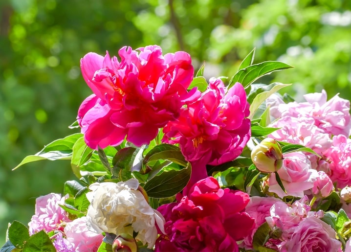 Strauß aus pinken Pfingstrosen mit zartrosa und weißen Rosen