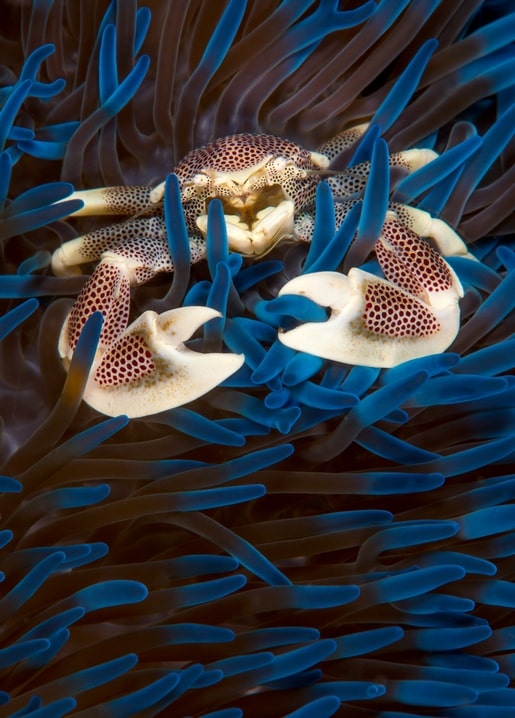 Spotted porcelain crab nestled among blue sea anemone tentacles