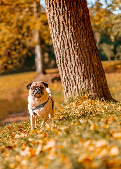 Mops an der Leine steht neben einem Baumstamm im Herbstlaub