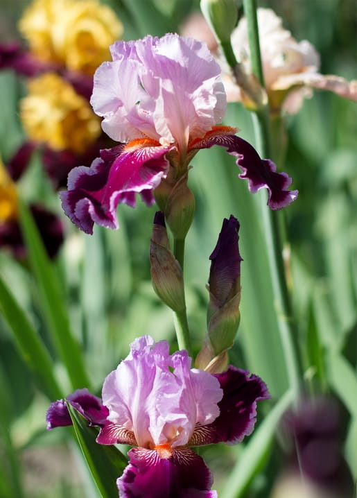 Close-up of a pink-and-purple bearded iris blooming in a garden, with blurred yellow flowers behind it.