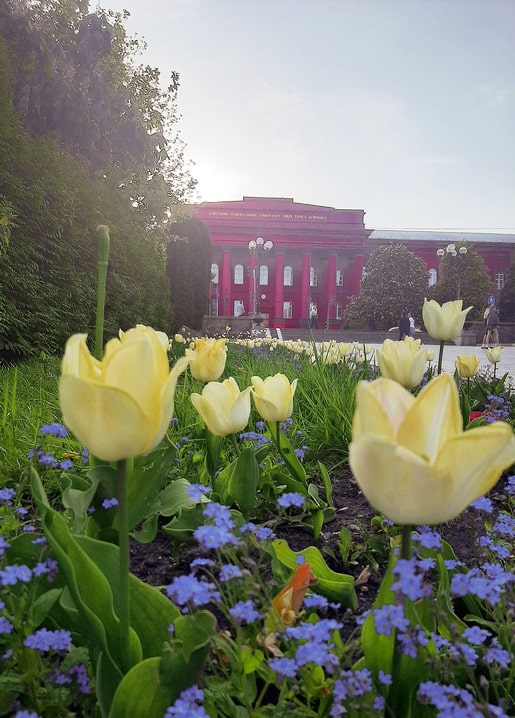 Yellow tulips and blue forget-me-nots before the red Shevchenko University building in Kyiv
