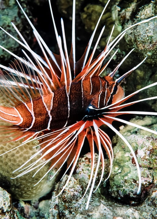 Close-up of a red-and-white striped lionfish spreading its spines over a coral reef