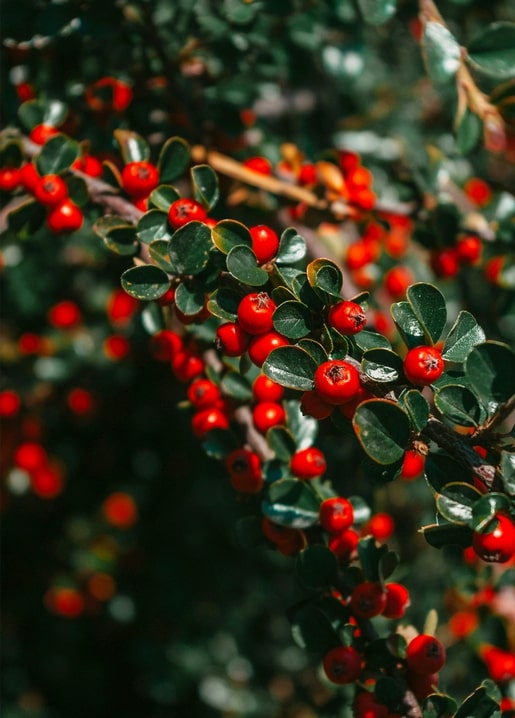 Close-up of bright red winter berries on dark evergreen branches
