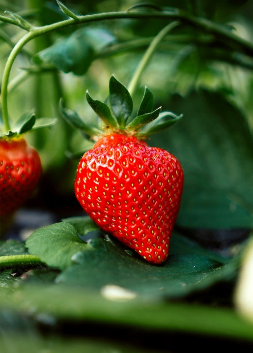 Close-up of a ripe red strawberry growing on the plant among green leaves