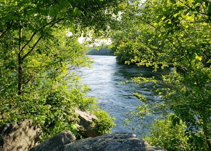 River glimpsed through green summer forest leaves with mossy rocks in the foreground