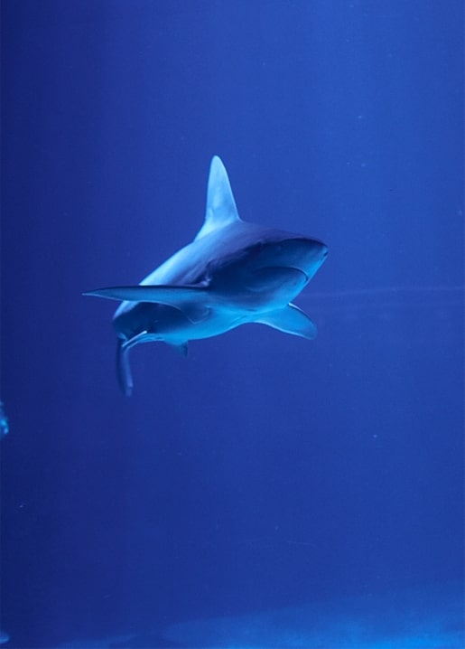 Shark swimming through deep blue ocean water, silhouette lit from above