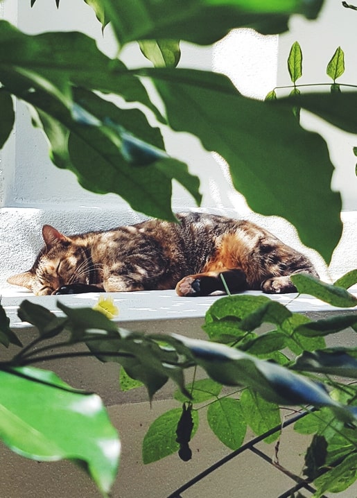 Tabby cat sleeping on a sunlit ledge behind green leaves