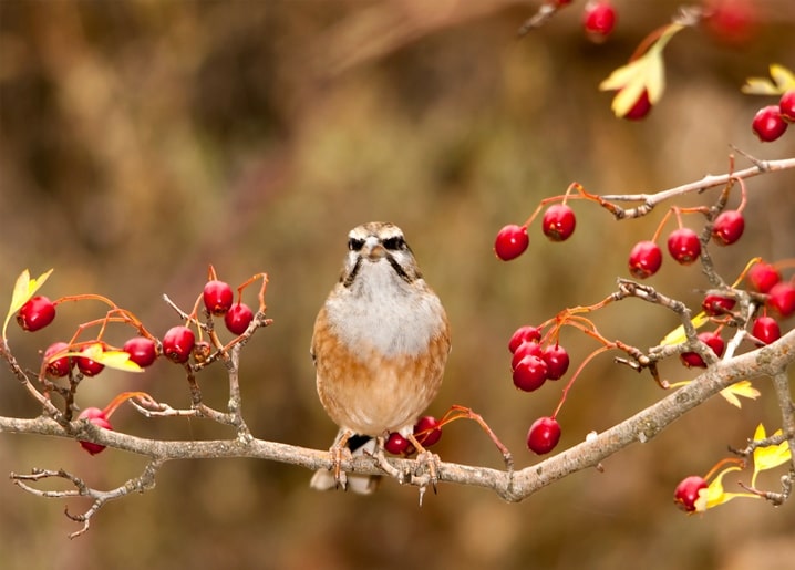 Kleiner Singvogel auf einem Weißdornzweig mit roten Beeren