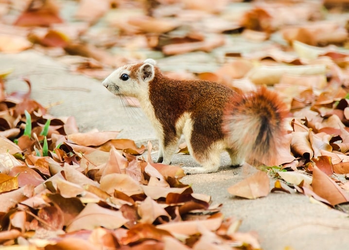 Eichhörnchen steht wachsam auf einem laubbedeckten Weg