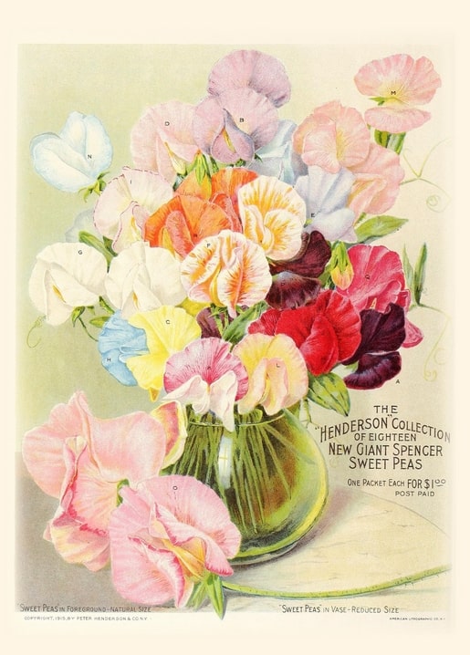 Vintage seed catalog cover with a bouquet of pastel sweet peas in a green glass vase