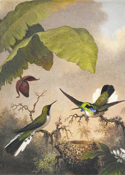 Gemälde von Heade: zwei Kolibris am Nest unter Bananenblättern