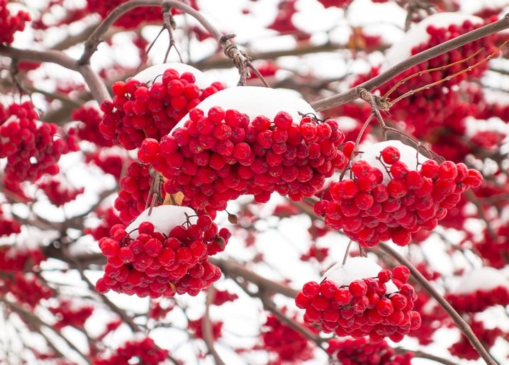 Close-up of red viburnum berries covered in fresh snow on bare branches