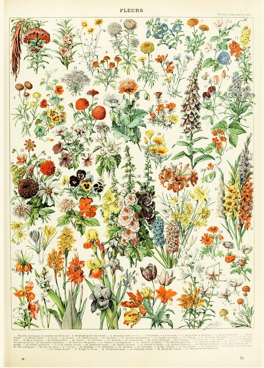 Antike französische botanische Tafel mit zahlreichen nummerierten Wildblumen