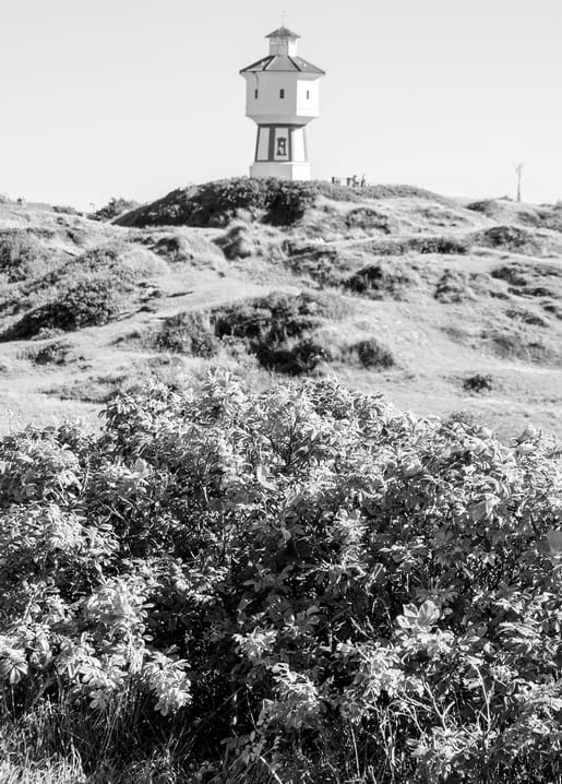 Wasserturm auf einer grasbewachsenen Düne mit Wildrosenstrauch im Vordergrund
