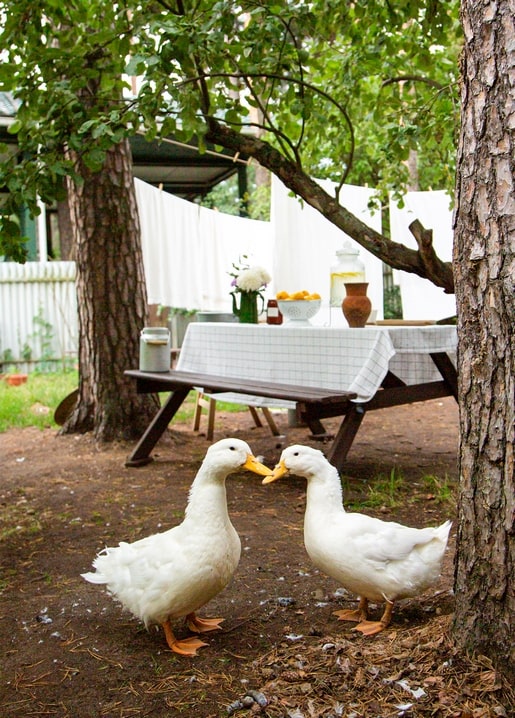 Two white geese standing beak to beak in a shaded garden with a picnic table behind