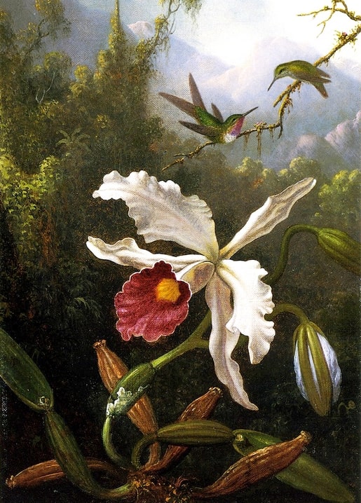 Weiße Cattleya-Orchidee mit dunkelroter Mitte und zwei Kolibris auf einem moosigen Ast