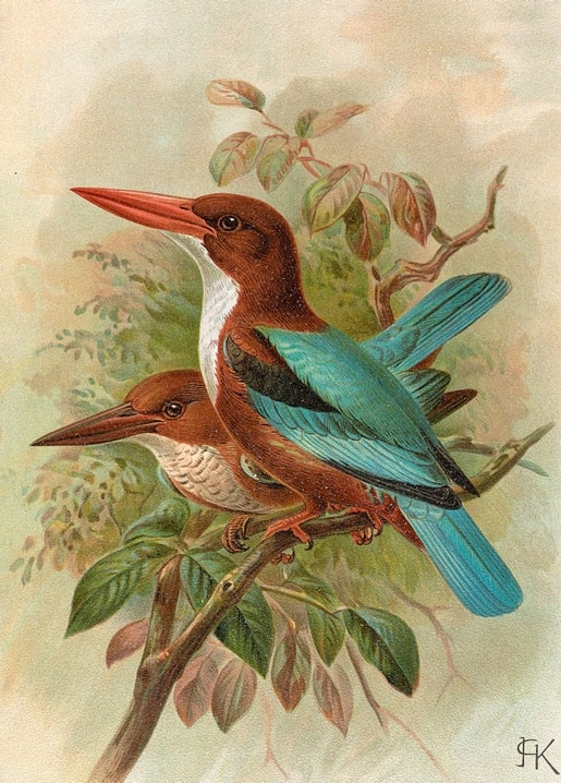 Zwei Braunliest-Vögel mit türkisfarbenen Flügeln und roten Schnäbeln auf einem Ast, Vintage-Illustration