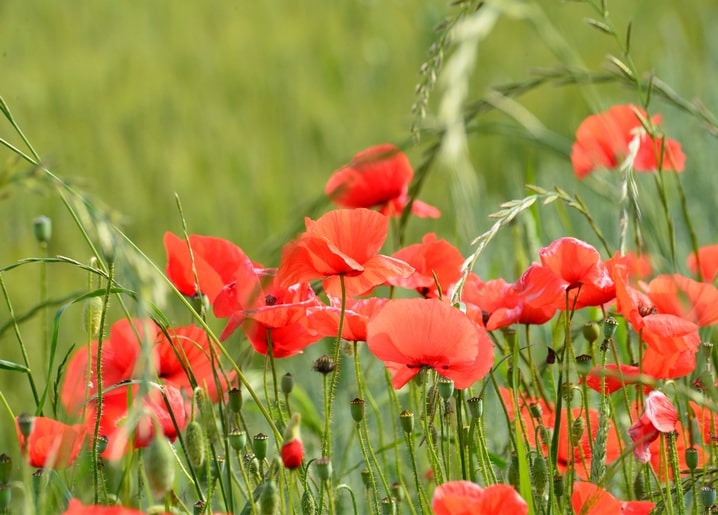 Leuchtend rote Mohnblumen zwischen hohen Gräsern auf einem grünen Sommerfeld