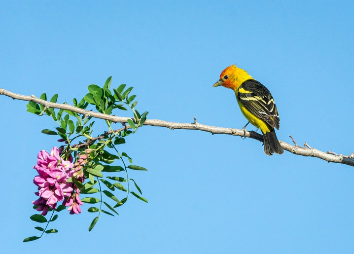 Orange-yellow songbird on a branch with pink acacia blossoms