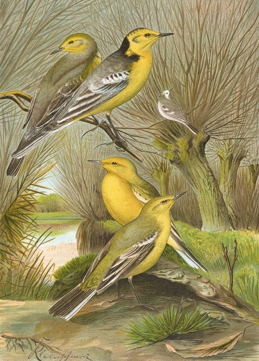 Vintage illustration of yellow wagtails and a white wagtail by a river