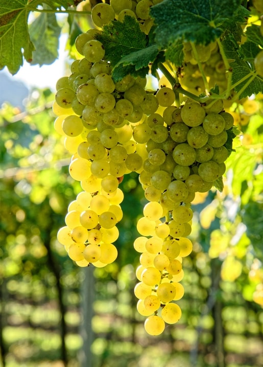 Листівка Осіння казка / Видавничий дім "Золота Птаха"