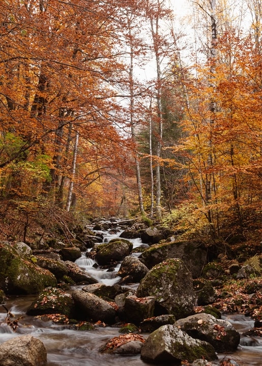 Листівка Осіння казка / Видавничий дім "Золота Птаха"
