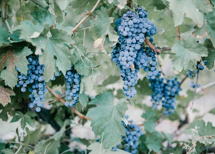 Листівка Осіння казка / Видавничий дім "Золота Птаха"