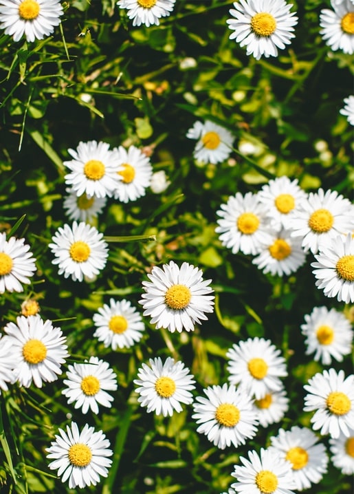 postcards sunny spring