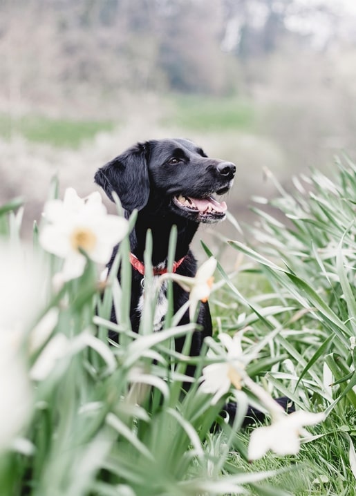 postcards sunny spring