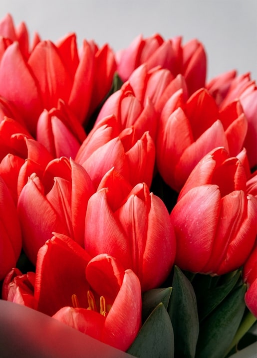 postcards sunny spring