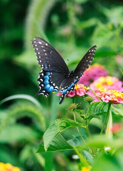 postcards sunny spring