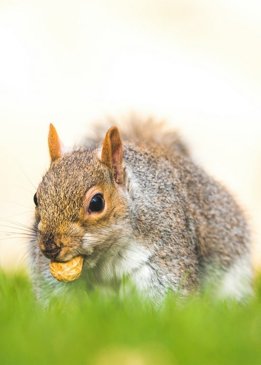 postcards sunny spring