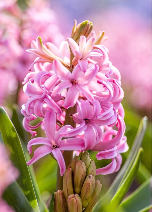 postcards sunny spring