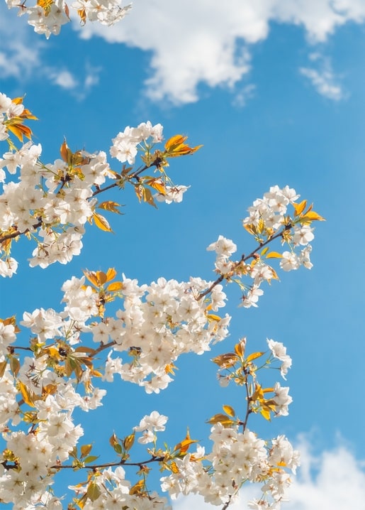 postcards sunny spring