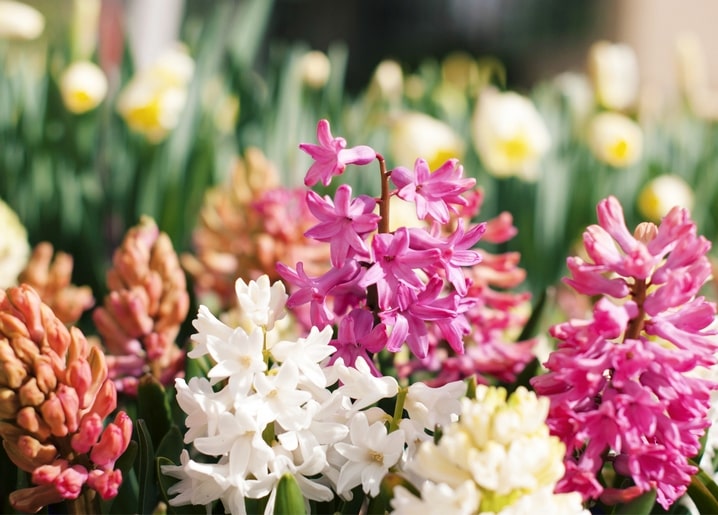 postcards sunny spring