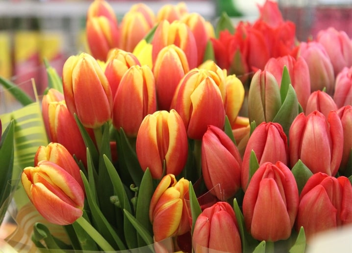 postcards sunny spring