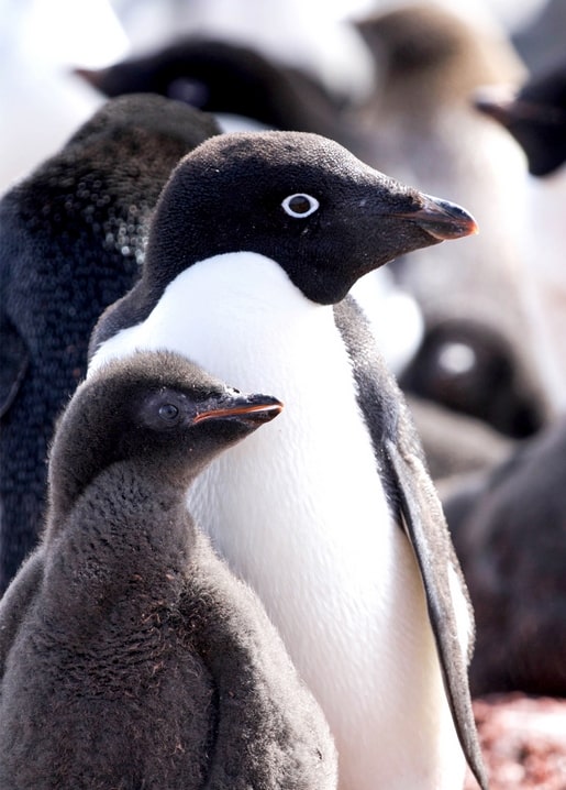 Adeliepinguin mit weißem Augenring neben seinem flauschigen grauen Küken in einer Kolonie