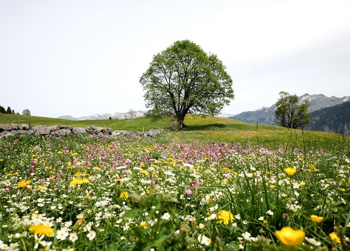 Lone tree in an alpine wildflower meadow with snow-capped mountains in the distance