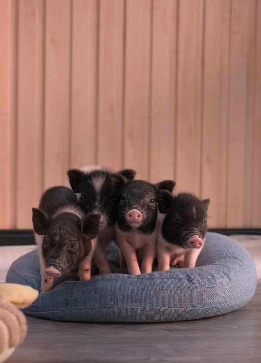 Листівка Домашні тварини / Видавничий дім "Золота Птаха"