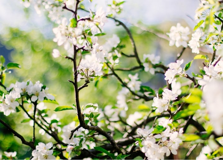 Close-up of white apple blossom branches against a soft green blurred background