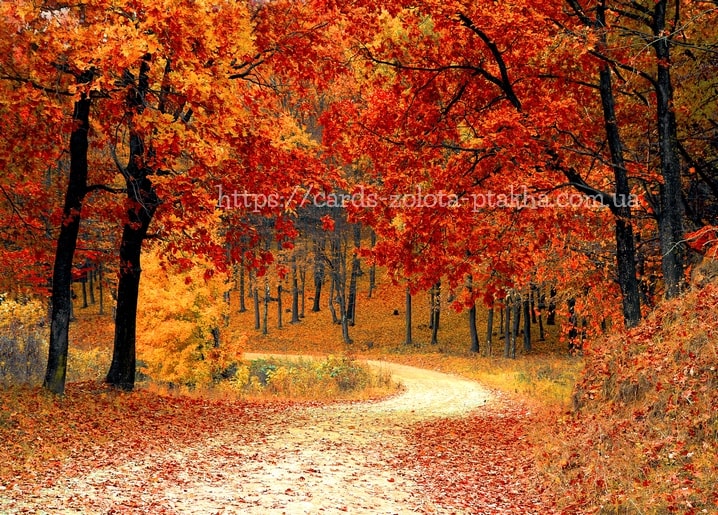 Postkarte Herbst - Herbstpostkarten / Verlag Zolota Ptakha